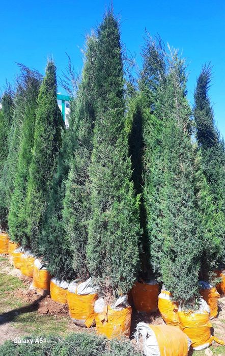 Туркиядан келтирилган аризониски кипарис Узмизада йетиштирилган арча