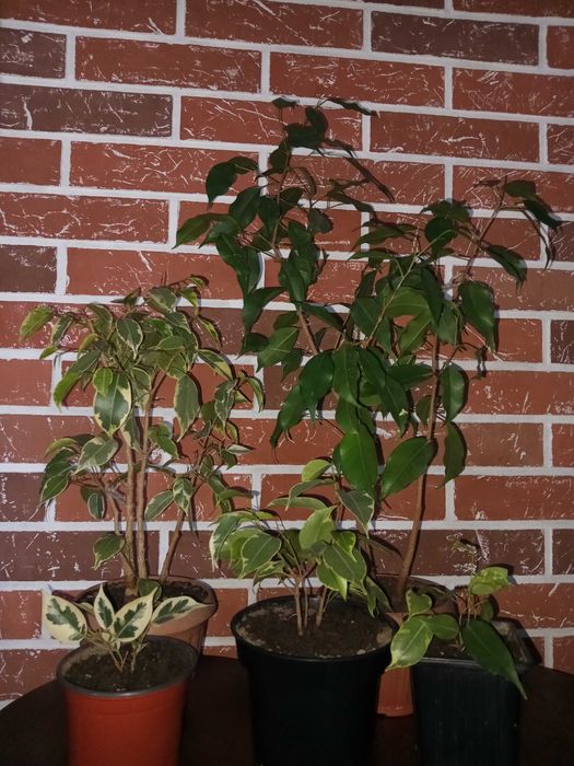 Фикусы Бенджамина.