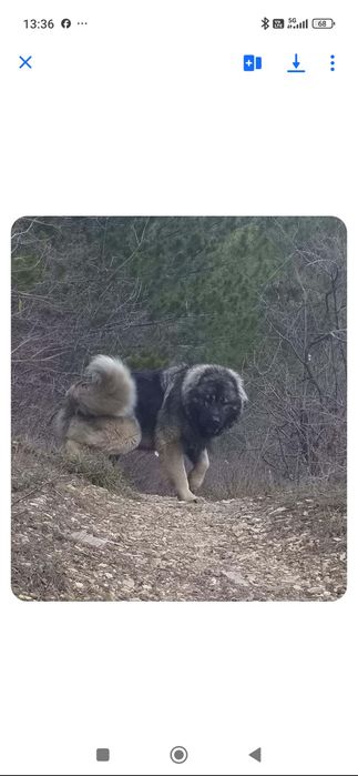 Кавказки овчарки