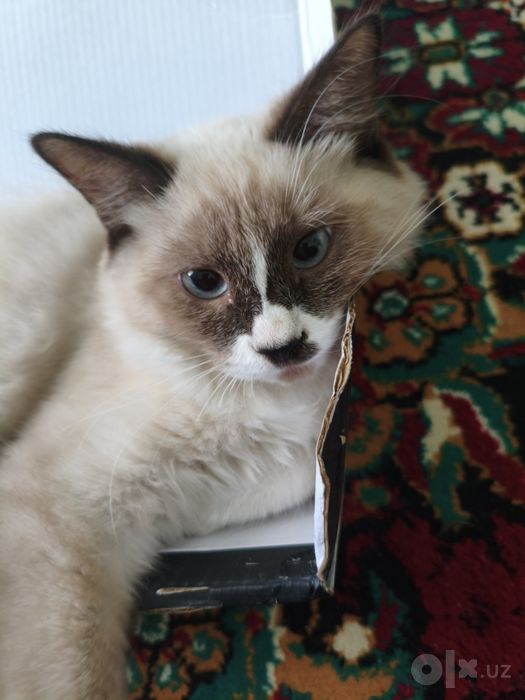 Ragdoll zotliy 4 oylik