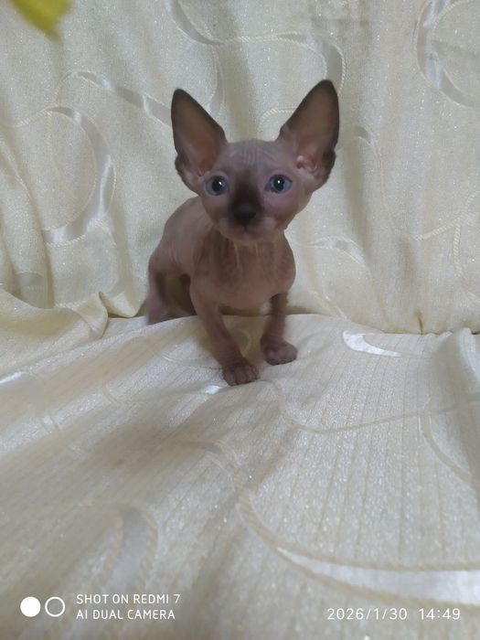 Продаются котята канадского сфинкса