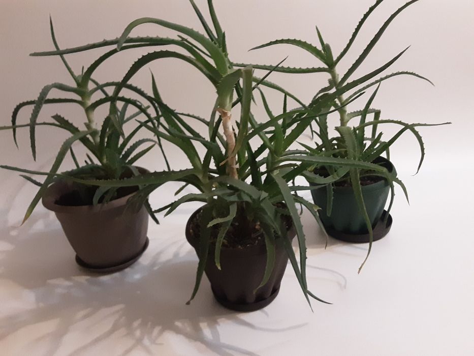 Комнатные цветы, алое