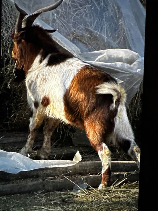 Țap deosebit boer cu alpin francez