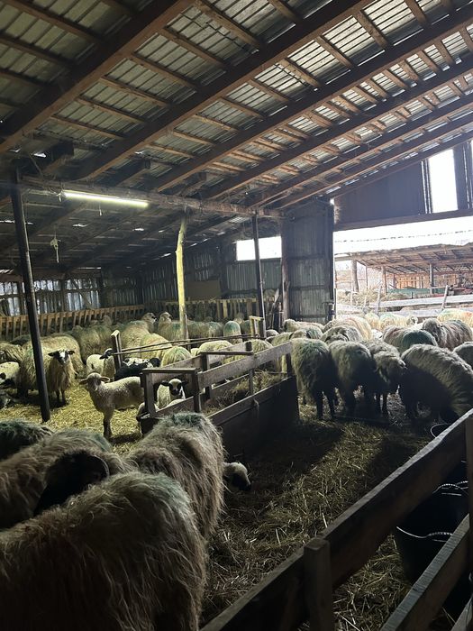 De vanzare oi cu miei