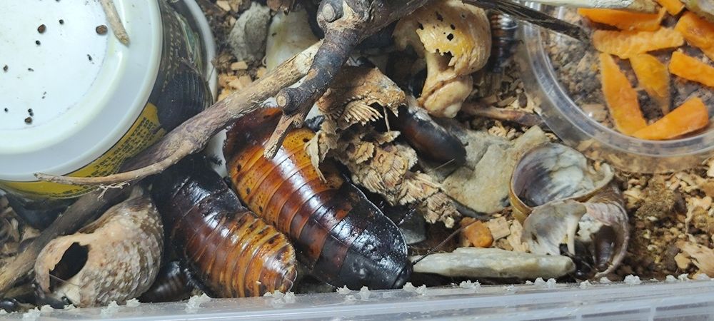 Мадагаскарские шипящие тараканы