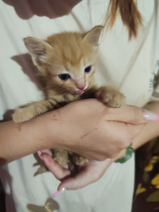 Котенок рыжий мальчики