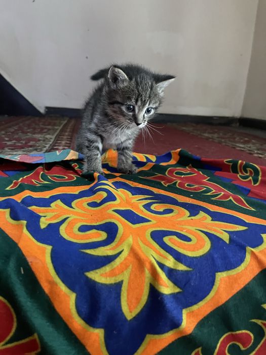 Продаю котенка породы табби