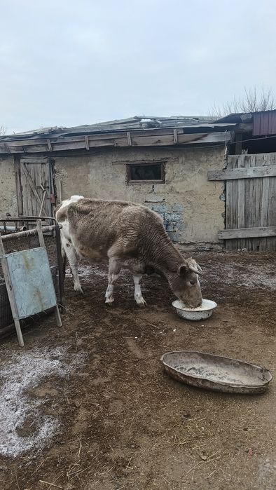 Ассалаумағалейкум