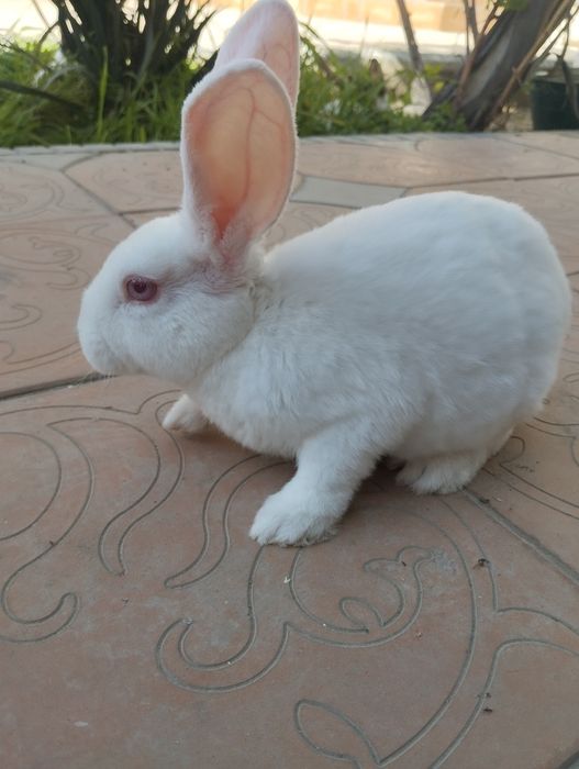 Куенлар сотилади