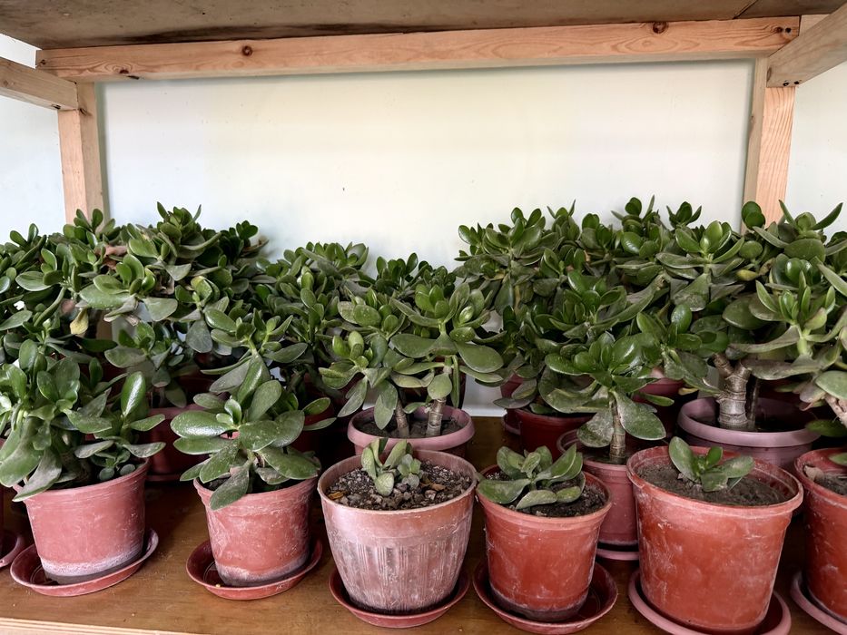 Денежное дерево. Большие и маленькие