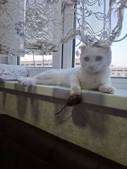 Кошка 1годик, вислоухая