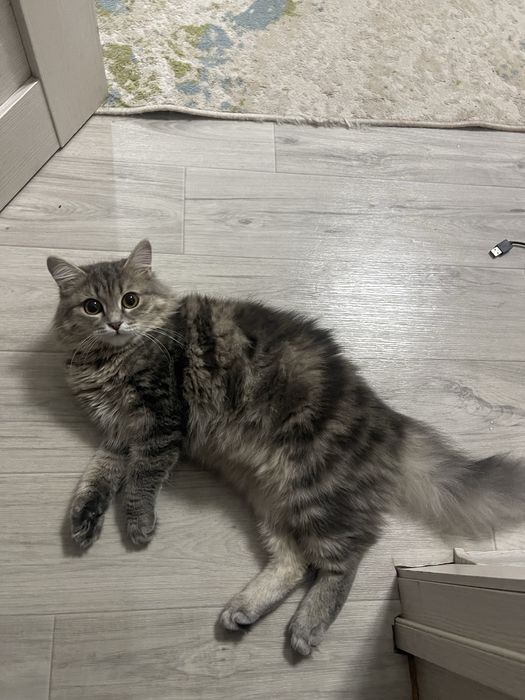 Кошка 9 месяцев