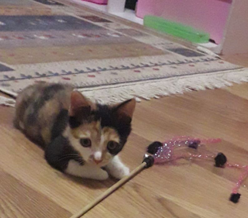 Отдам котят в хорошие руки