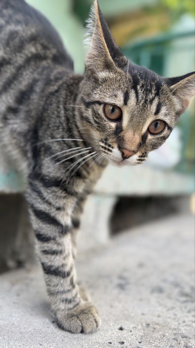 Отдам котенка в добрые руки