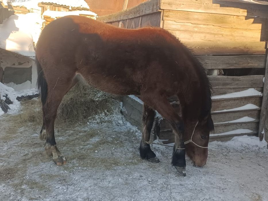 Байтал сатамын!!