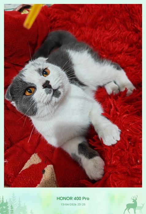 Yana bir mushukchamiz sotuvda