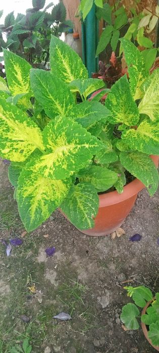 Продам  цветы колиусы