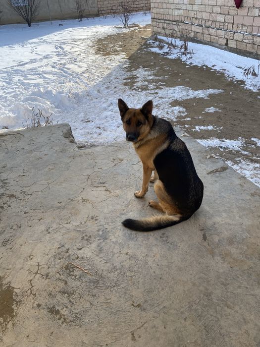 Продаётся Белгийский овчарка