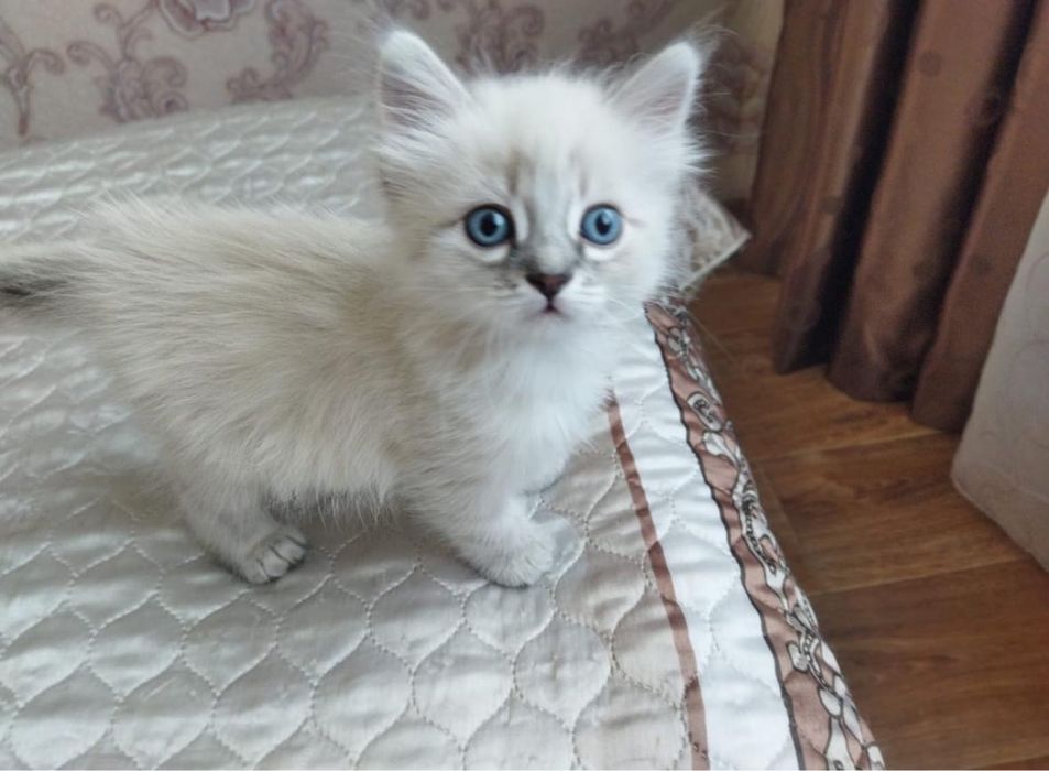Пристраеваем котёнка