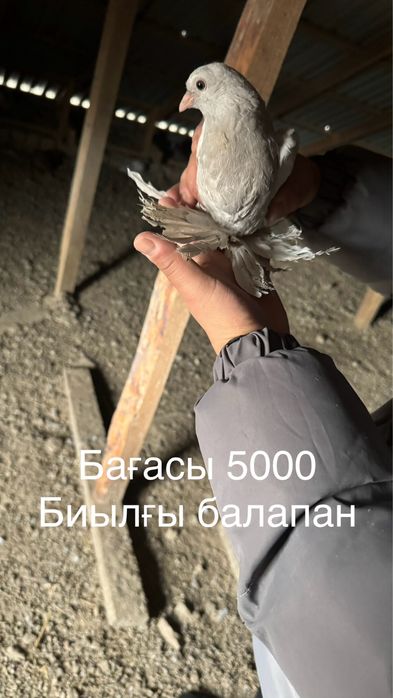 Голубь(кептер)