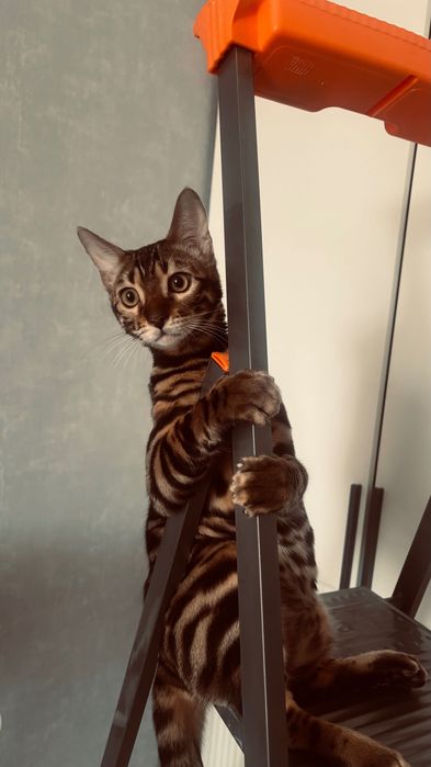 Отдам кота…………..