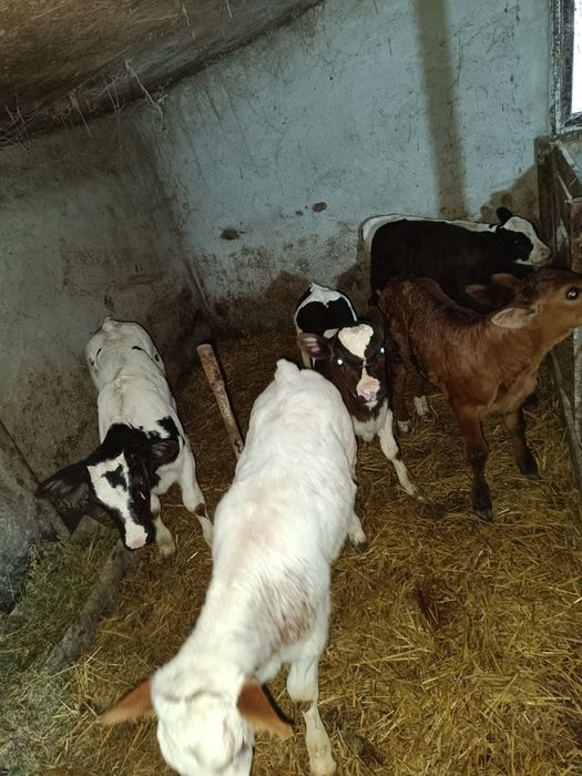 de vânzare 6 viței de rasa