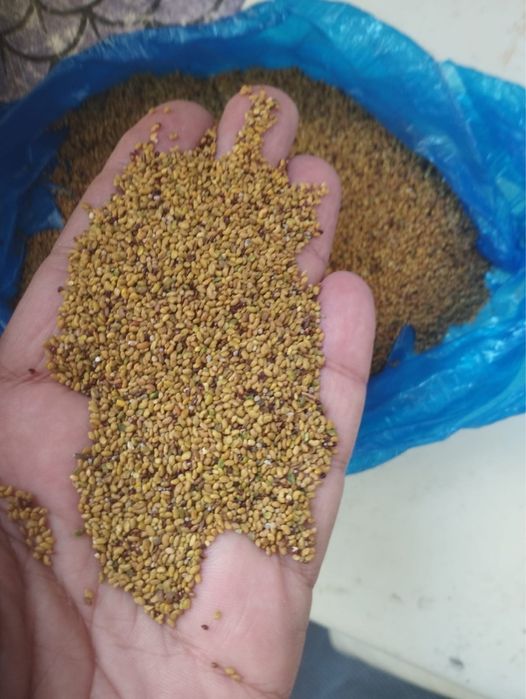 Семена клевера ,жоңышқа ұрығы