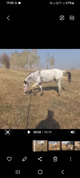 Жасынан асқан тай