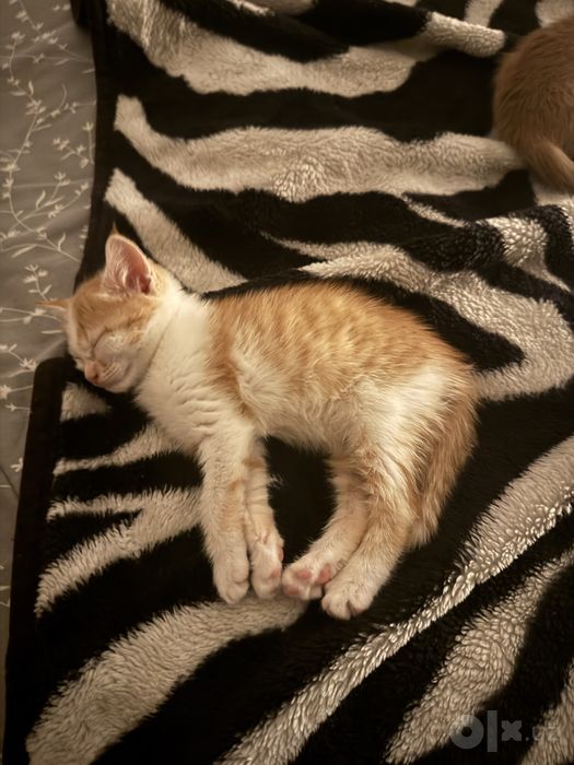 Отдам котенка рыжего в добрые руки