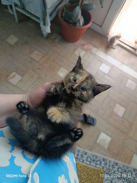 Кошки отдадим mushuklar beriladi