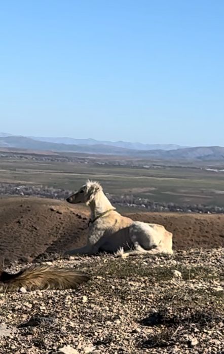 тазылар, күшіктер