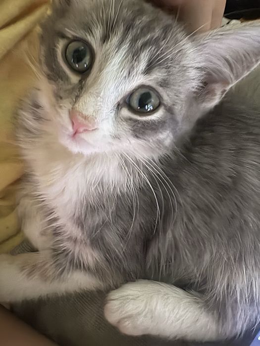 Маленький котик в добрые руки