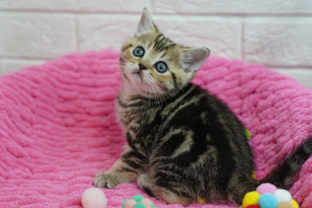 Шотландские  Котята'