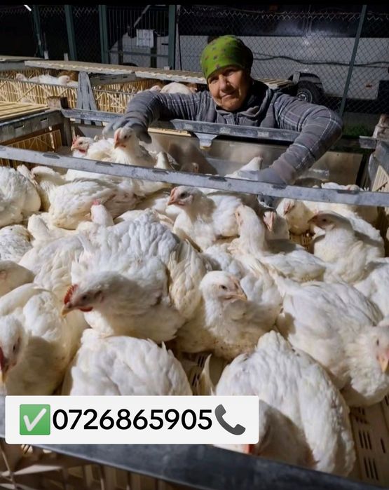 Vând puii de carne și de ouă cu livrare gratuita la Domiciliu pentru d