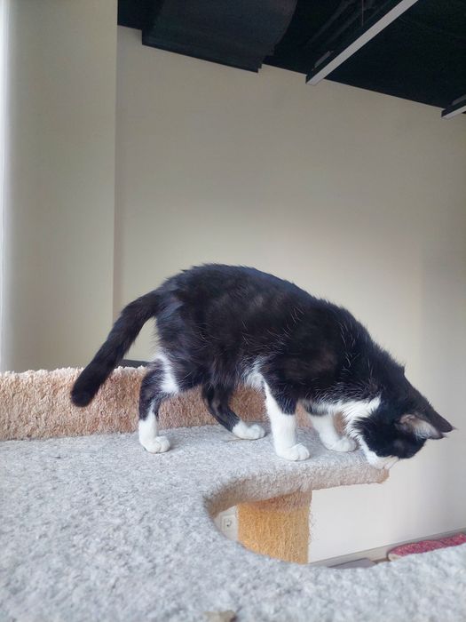 Котенок девочка Ташкент