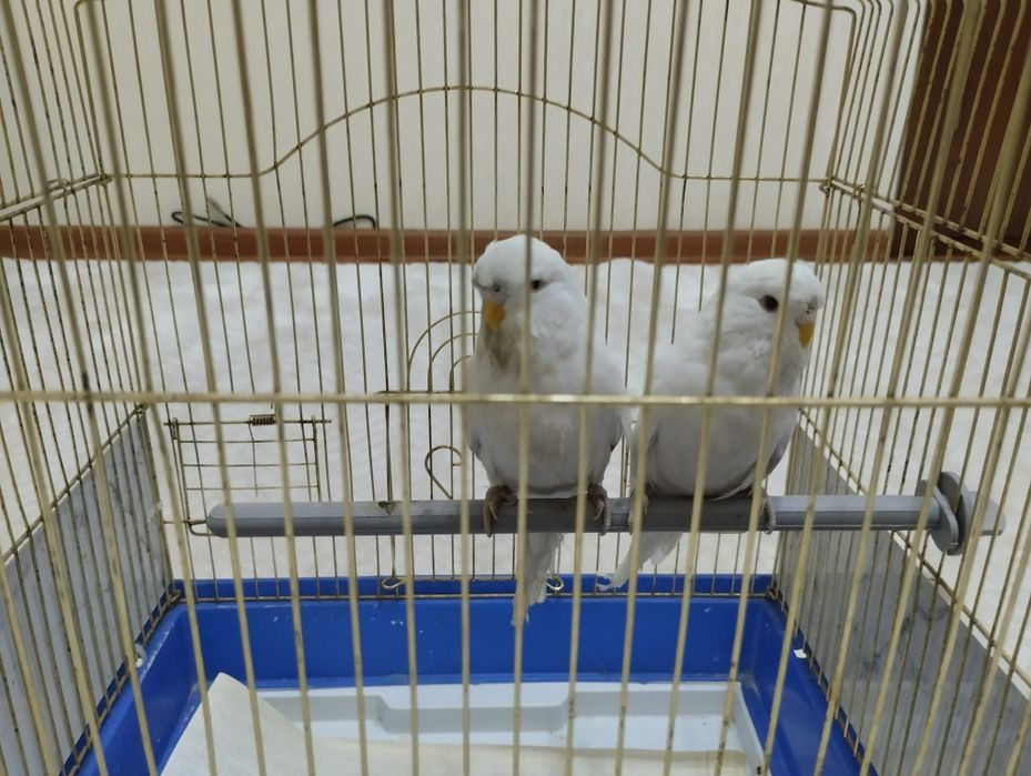 Попугаи Андуки самец и самка