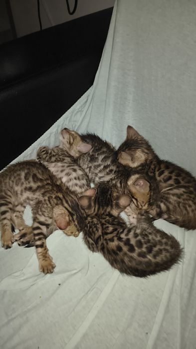 Pui Bengal gata de adopție începând cu data de 15 Octombrie