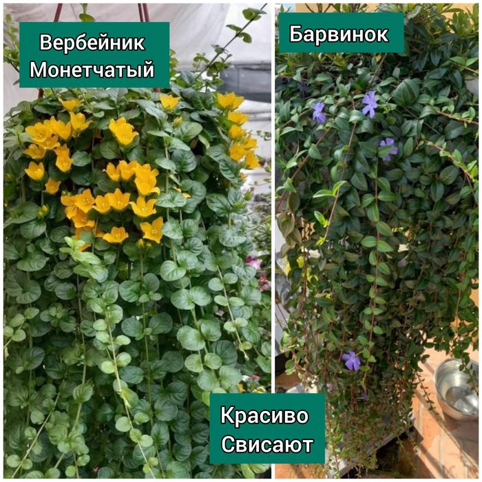 Цветы многолетние садовые