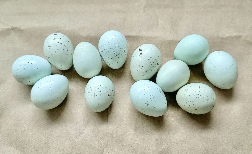 Oua incubat prepelite Celadon