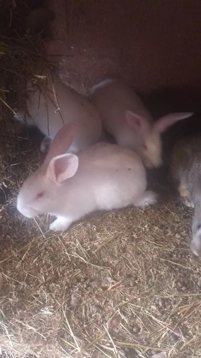 Iepuri din rase mixte