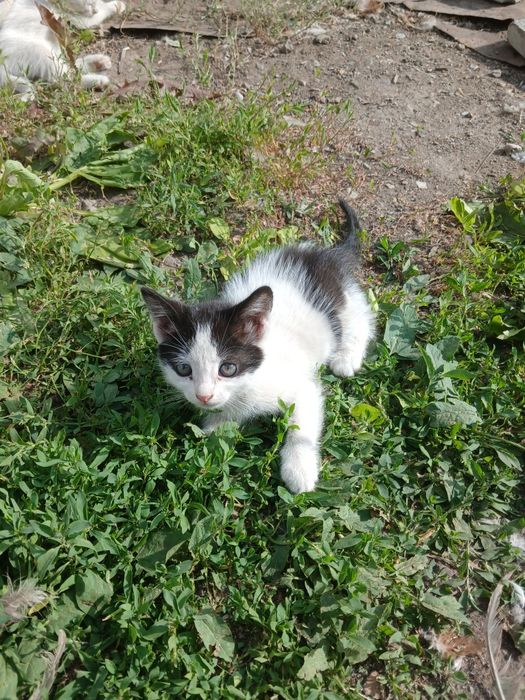 Отдам     котят.