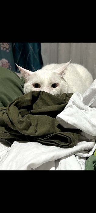 Кот, кошка, мысық