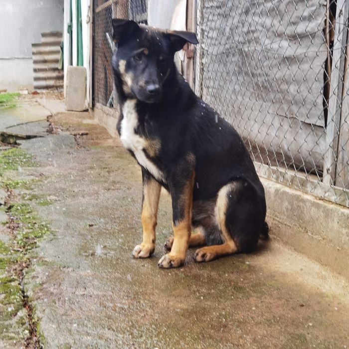 Сладко черно куче търси своя човек