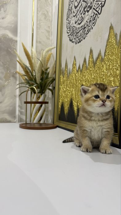 Котята,породистые