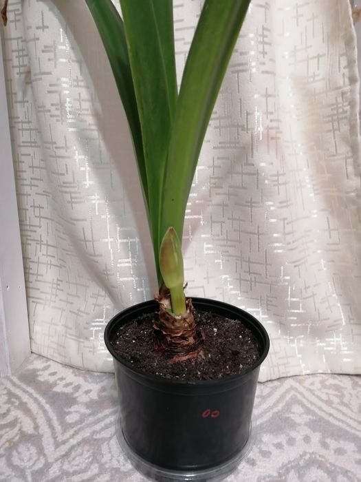 Луковицы гиппеаструмов