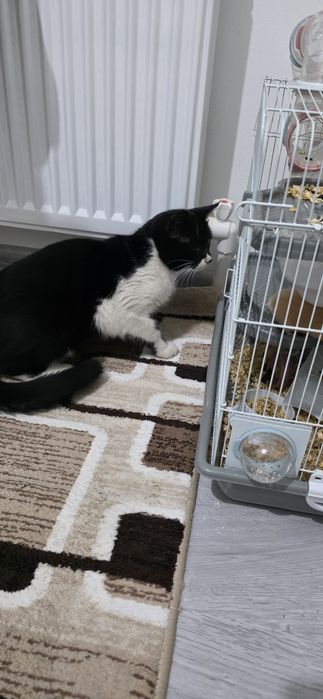 Отдам кота в добрые руки.