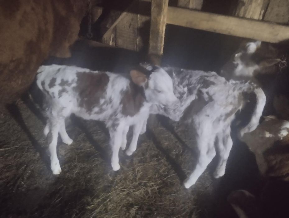 Vând două  vițele