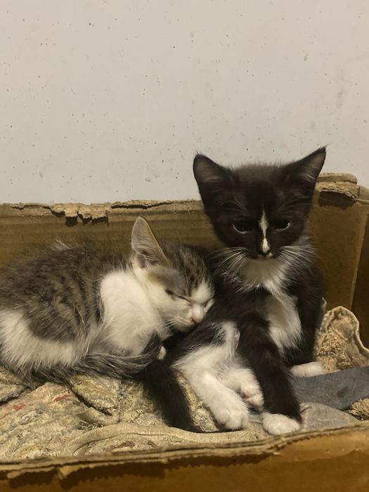 Отдам котяток в хорошие ручки.