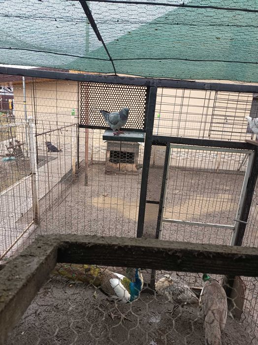 Vând kingi 1 pereche maturi și 2 perechi pui 2025