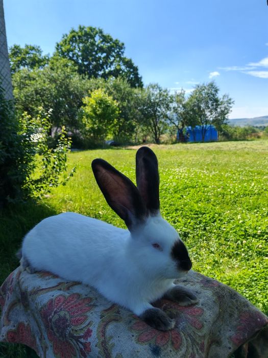Uriaș de Transilvania